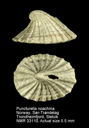 Puncturella noachina.jpg - Puncturella noachina(Linnaeus,1771)